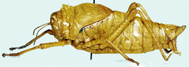 Physemacris variolosa