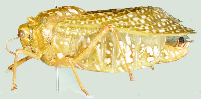 Physemacris variolosa