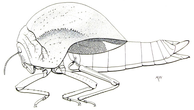 Physophorina livingstonii