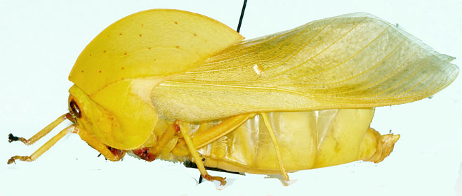 Physophorina miranda