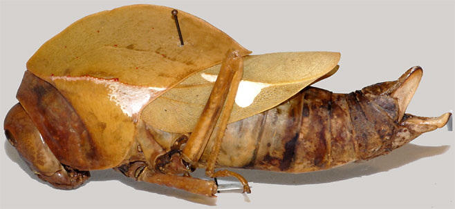 Physophorina miranda