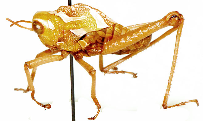 Pneumoracris browni