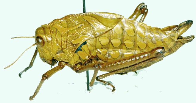 Pneumoracris browni