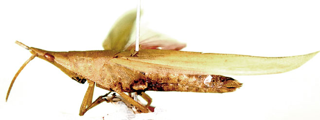 Atractomorpha acutipennis