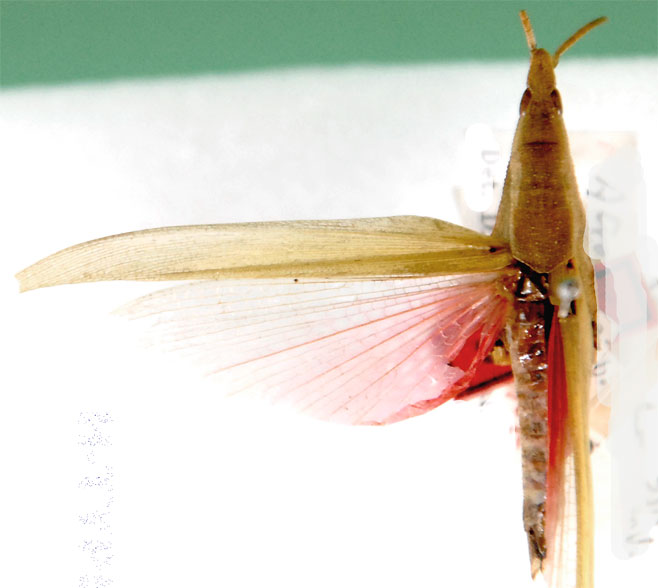Atractomorpha acutipennis