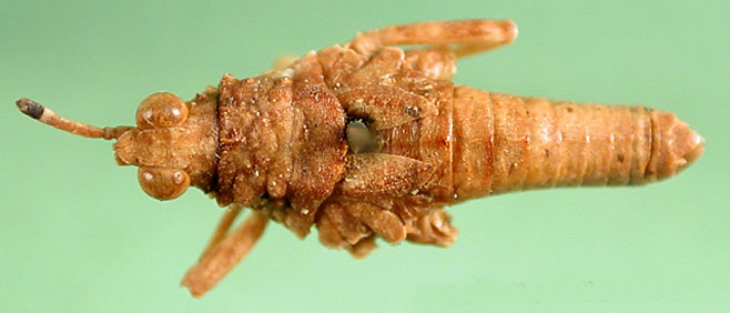 Chrotogonus hemipterus