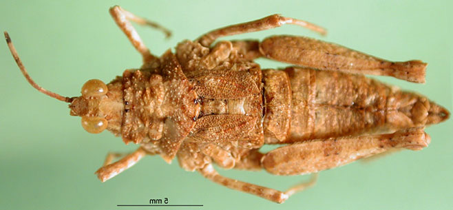Chrotogonus hemipterus