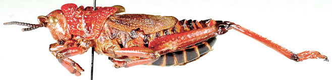 Dictyophorus spumans