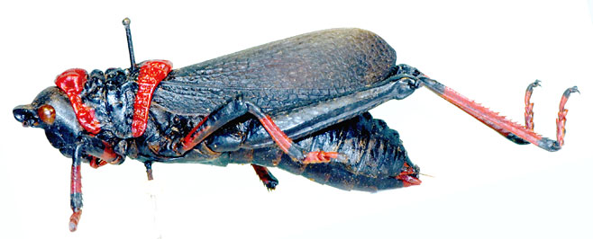 Dictyophorus spumans