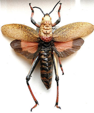 Dictyophorus spumans