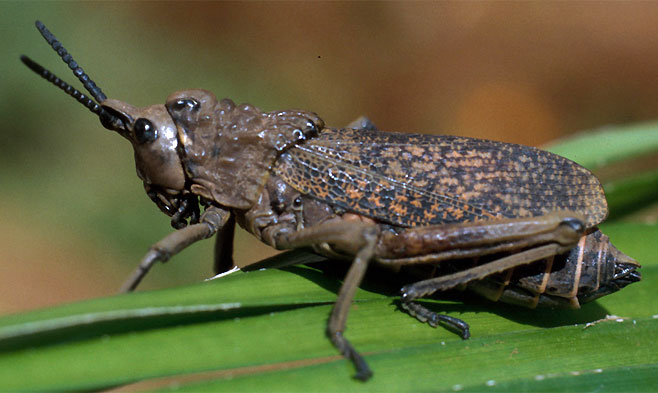 Dictyophorus griseus