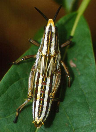 Dictyophorus griseus
