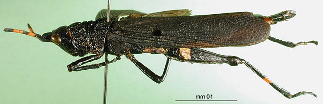 Maura rubroornata