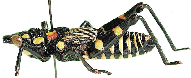 Maura rubroornata