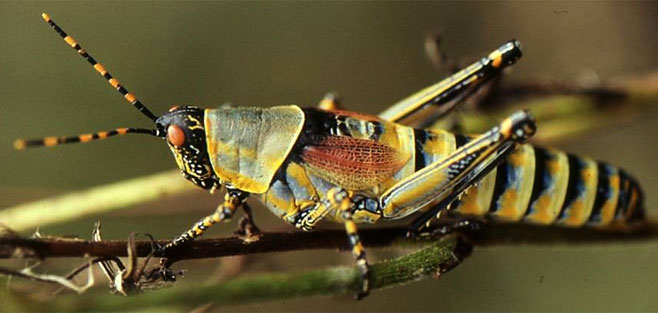 Zonocerus elegans