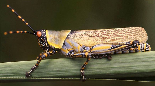 Zonocerus elegans