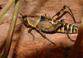 Zonocerus elegans