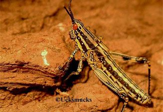 Zonocerus elegans