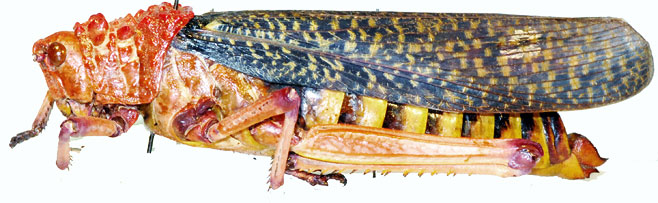 Phymateus morbillosus