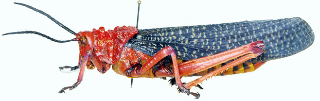 Phymateus morbillosus