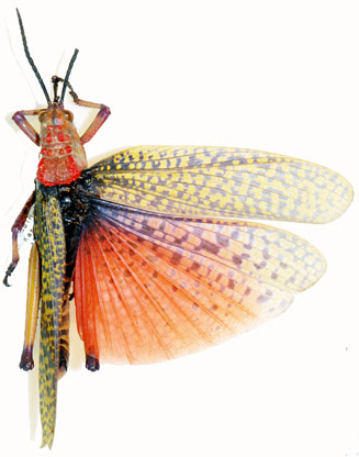 Phymateus morbillosus