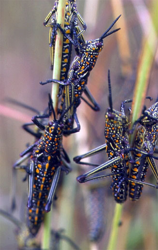 Phymateus viridipes