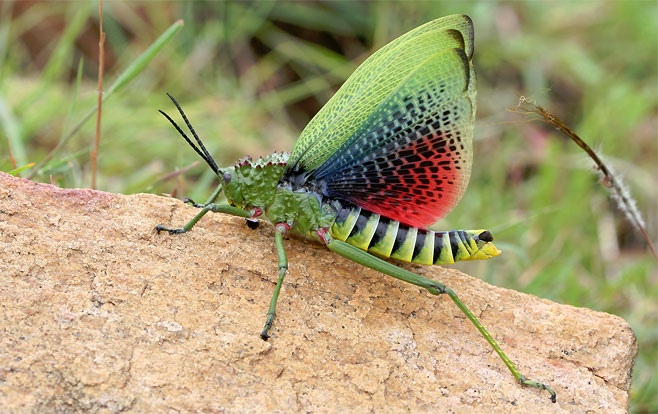 Phymateus viridipes