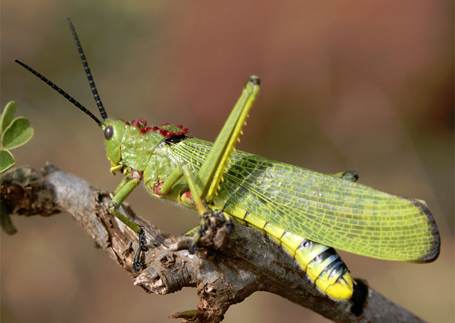 Phymateus viridipes