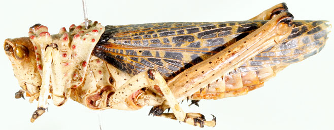 Phymateus baccatus