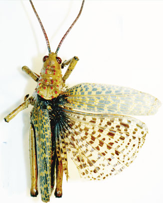 Phymateus baccatus