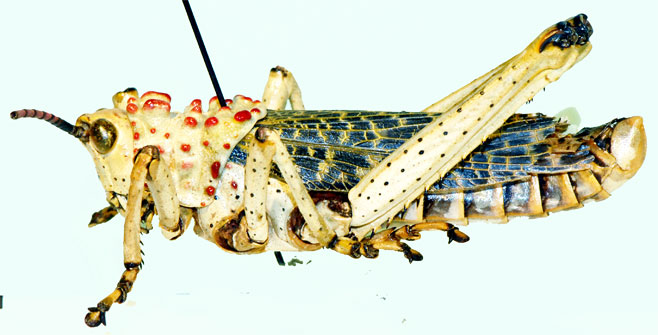 Phymateus baccatus