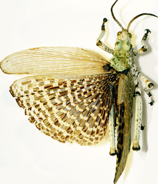Phymateus leprosus