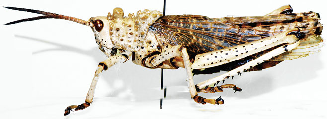 Phymateus leprosus