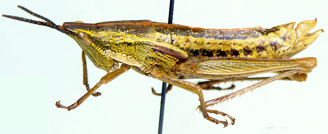 Parasphenella meridionalis