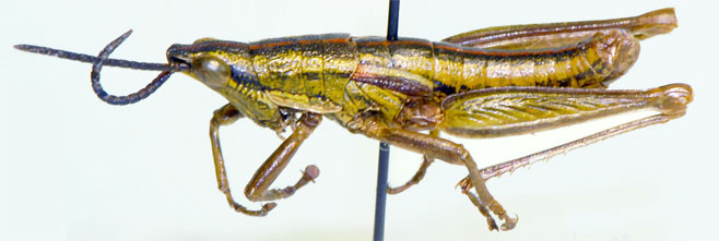 Parasphenella meridionalis