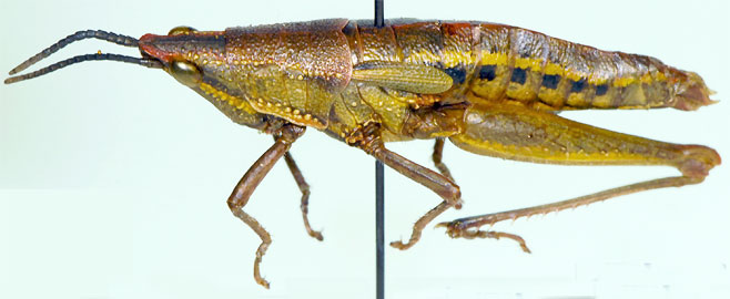Parasphenella carinata
