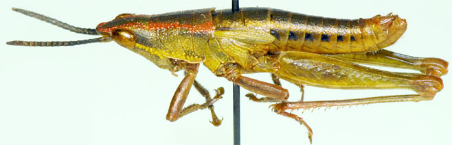 Parasphenella carinata