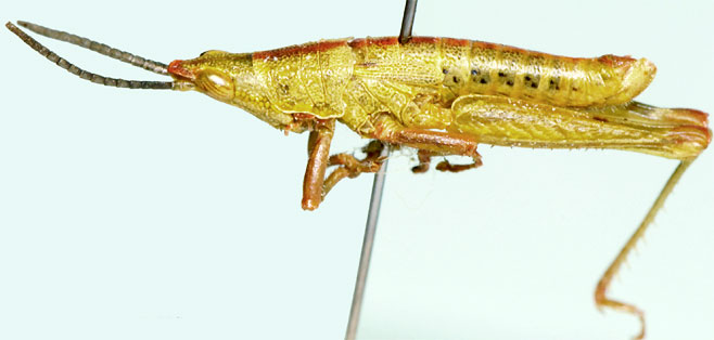 Stenoscepa gracilis