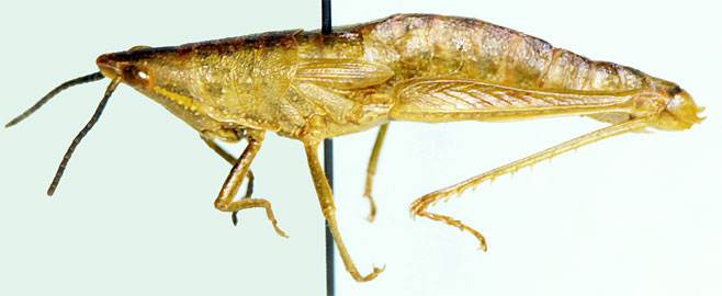 Stenoscepa gracilis