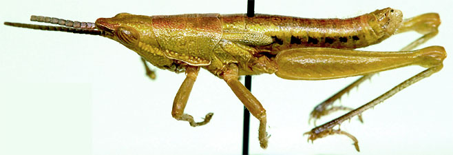 Stenoscepa picticeps