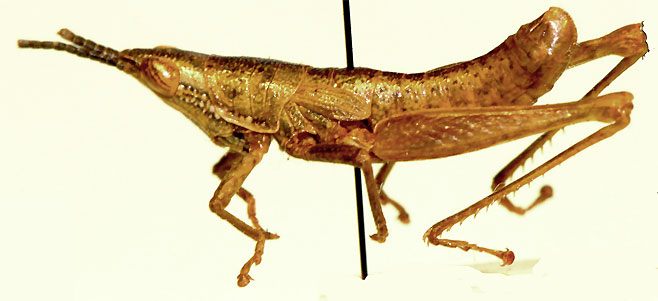 Stenoscepa picticeps