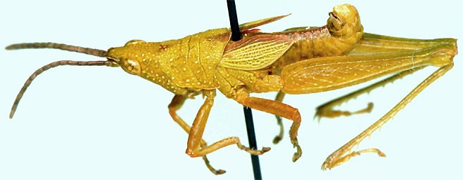 Carinisphena producta