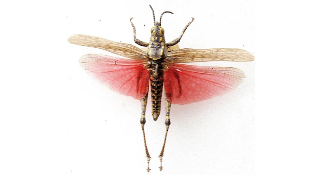 Ochrophlebia cafra