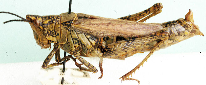 Ochrophlebia cafra