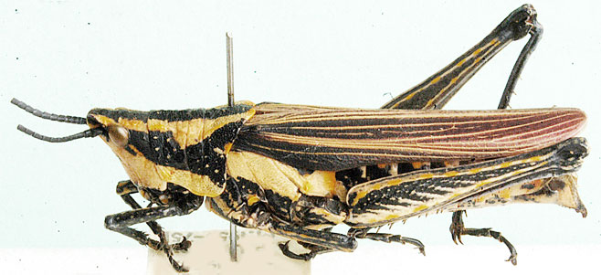 Ochrophlebia cafra