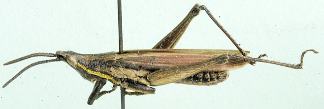 Ochrophlegma vittifera