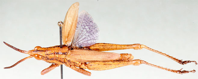 Ochrophlegma pygmaea