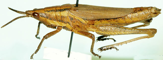 Ochrophlegma pygmaea