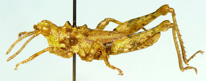 Phymella capensis