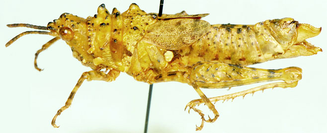 Phymella capensis